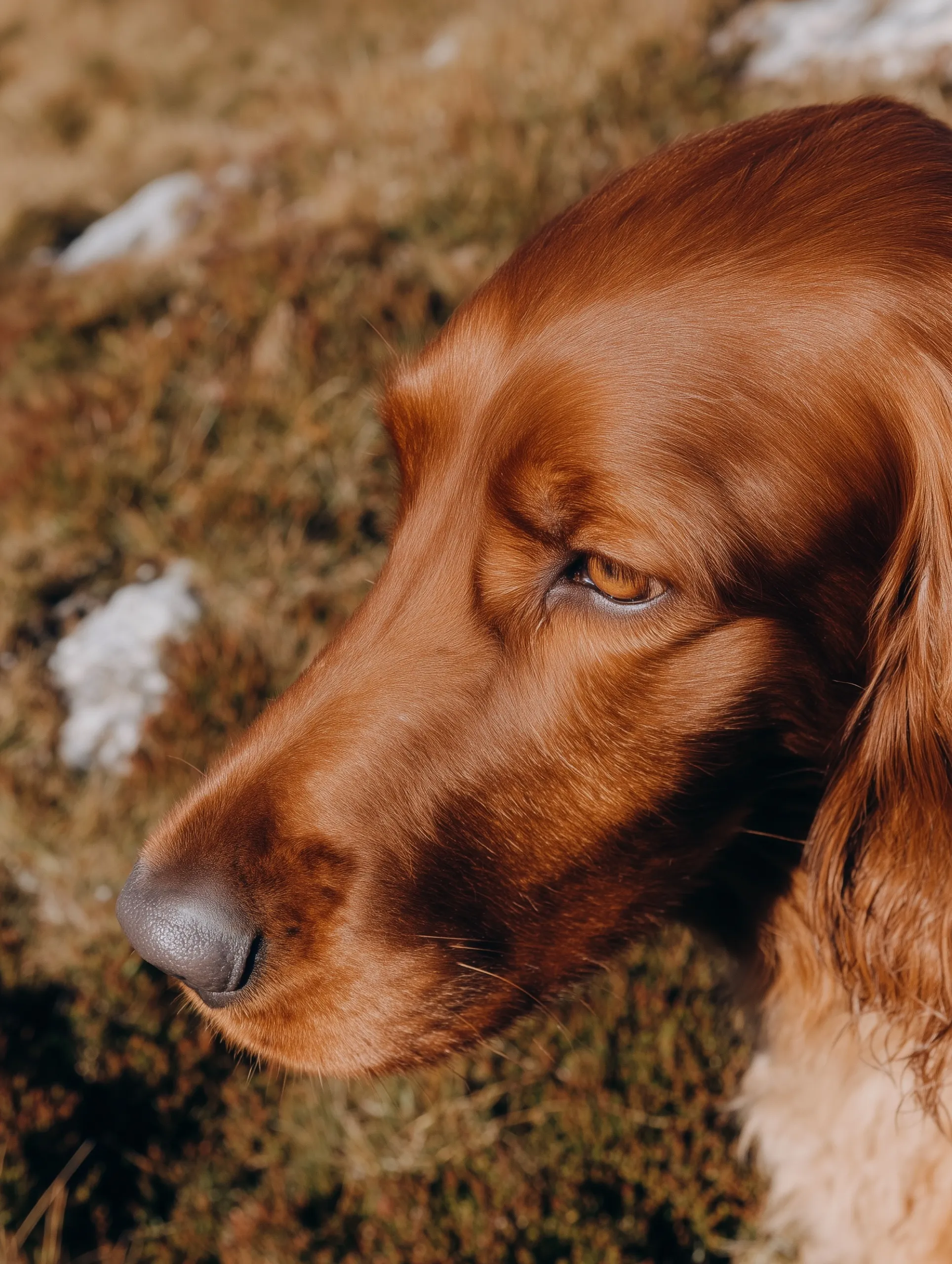 Close-up of a red setter resting outdoors