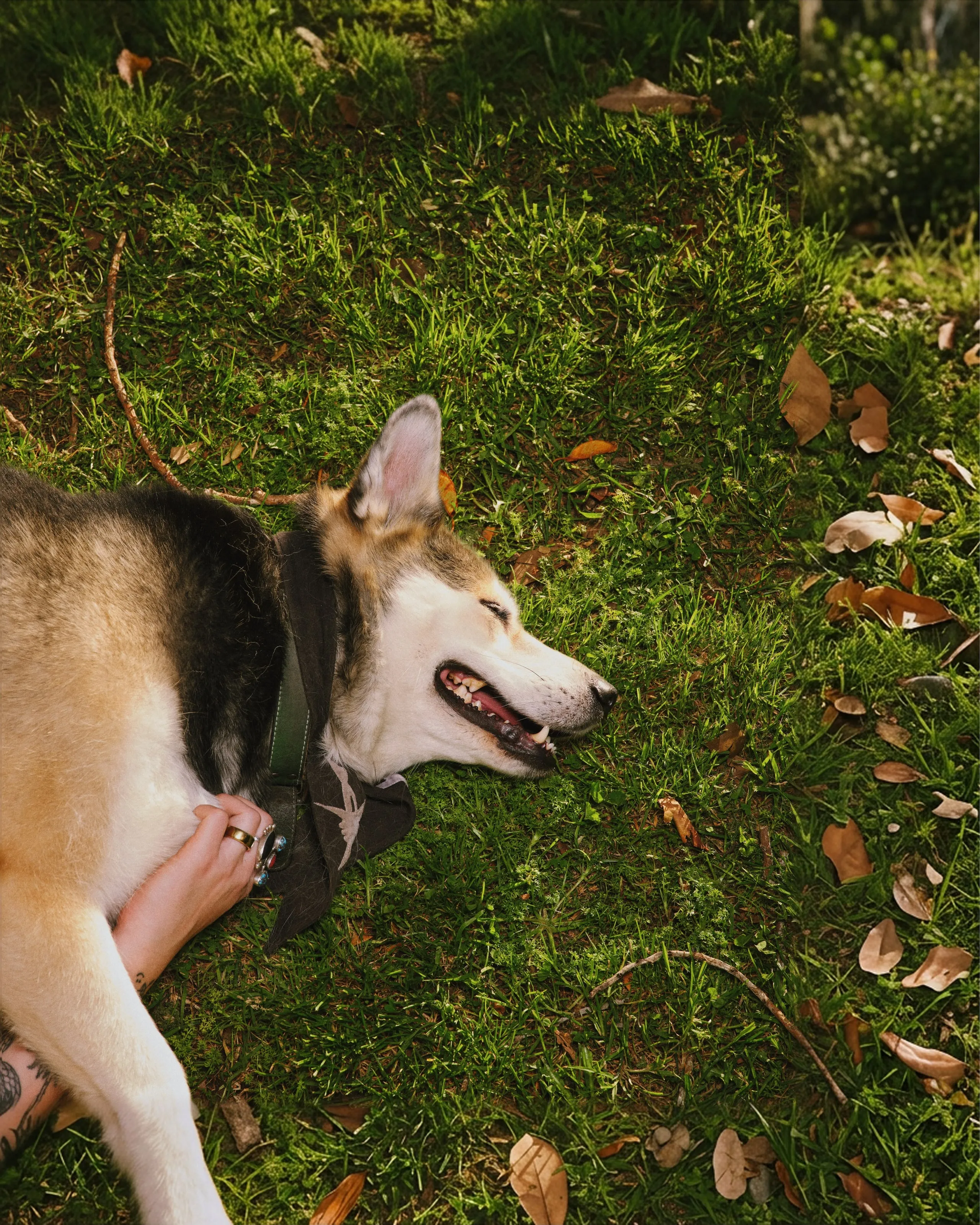 A dog dozing in the grass, its owner's hand resting gently on its chest